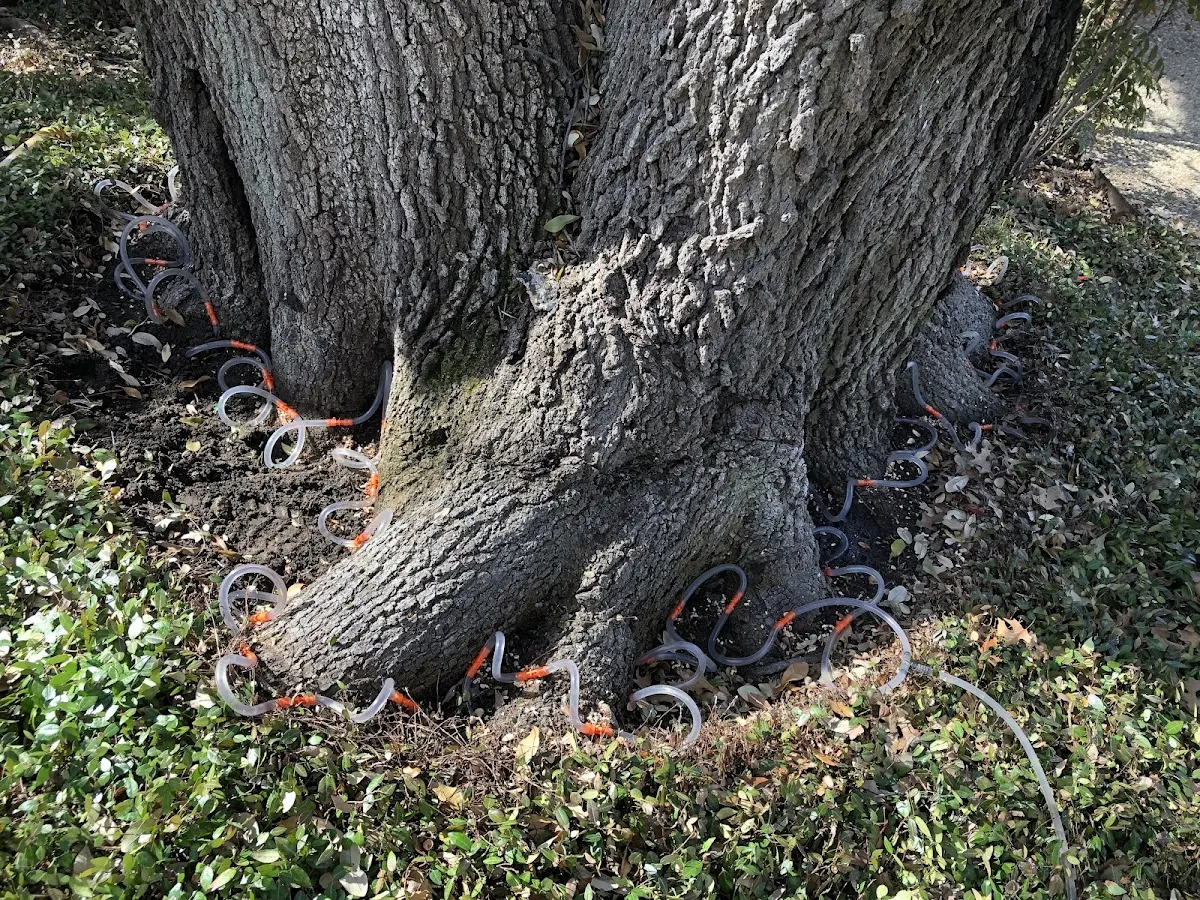 Detailed Tree Cabling and Bracing job site in North Myrtle Beach
