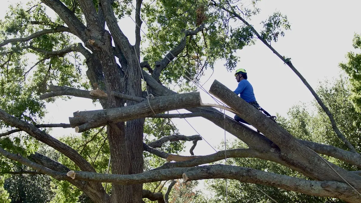 Professional Crown Thinning performed by certified arborists in North Myrtle Beach
