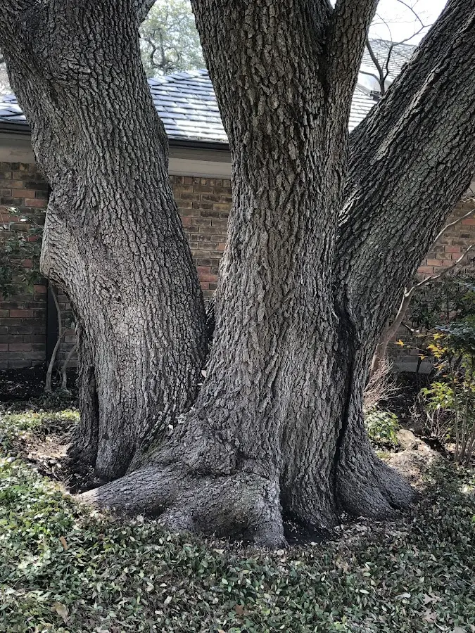 Mature heritage tree close to a North Myrtle Beach property cared for by certified arborists